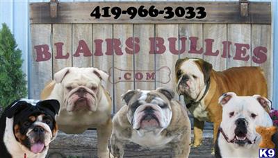 Old English Bulldog Puppies for Sale